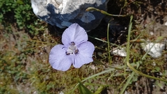 Moraea calcicola