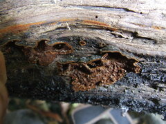 Hymenochaete rubiginosa