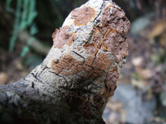 Hymenochaete rubiginosa