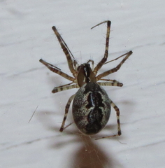 Pityohyphantes