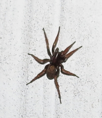 Arctosa rubicunda