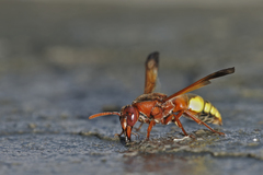 Rhynchium oculatum