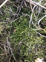 Brachythecium albicans