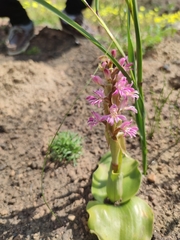 Satyrium erectum