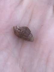 Ilyanassa trivittata