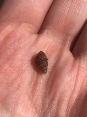 Ilyanassa trivittata