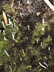 Clavulina rugosa
