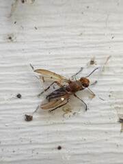 Sciomyzidae
