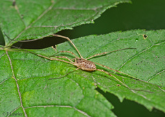 Oligolophus tridens