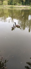 Branta leucopsis