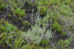 Artemisia frigida