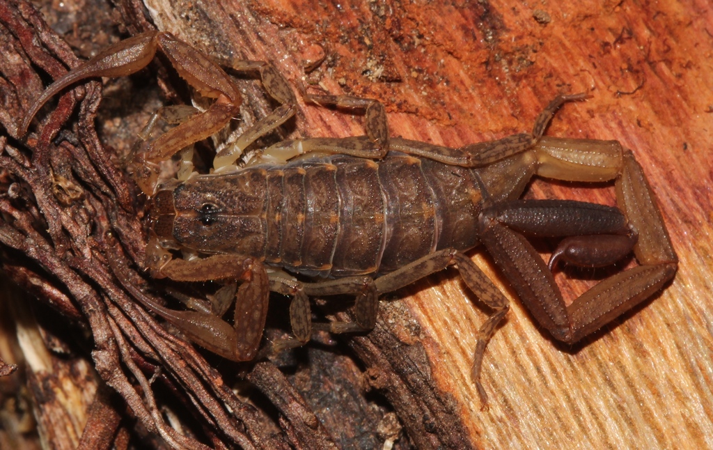 Centruroides thorellii