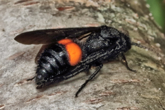 Dasymutilla ursus
