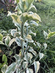 Euphorbia tithymaloides
