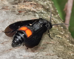 Dasymutilla ursus