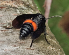 Dasymutilla ursus