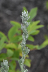 Artemisia frigida
