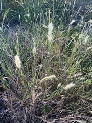 Bothriochloa longipaniculata