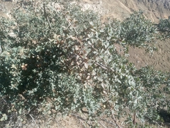 Quercus douglasii