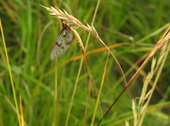 Ephemera vulgata