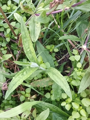 Epilobium parviflorum