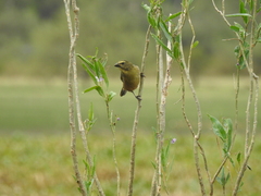 Saltator coerulescens