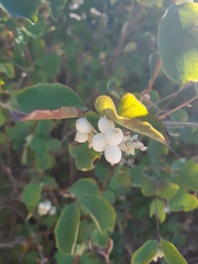Symphoricarpos albus