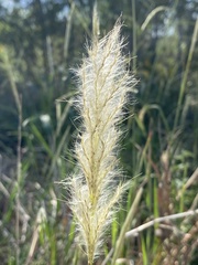 Bothriochloa longipaniculata