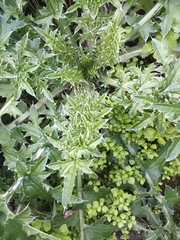 Carduus acanthoides