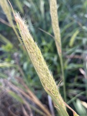 Bothriochloa longipaniculata
