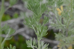 Artemisia frigida