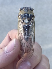 Megatibicen dealbatus