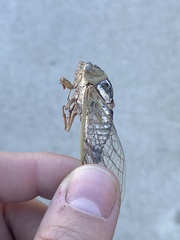 Megatibicen dealbatus