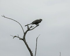 Corythaixoides concolor