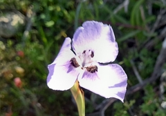 Moraea calcicola