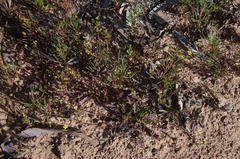 Goodenia pusilliflora