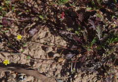 Goodenia pusilliflora