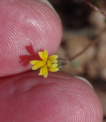 Goodenia pusilliflora