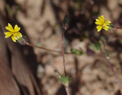Goodenia pusilliflora