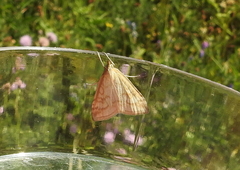 Udea lutealis