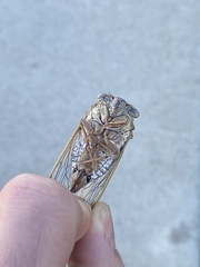 Megatibicen dealbatus