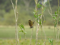 Saltator coerulescens