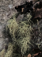 Usnea subfloridana