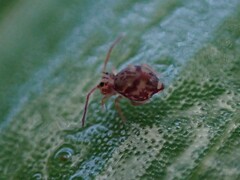Dicyrtomina