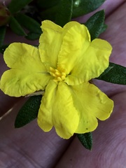Hibbertia bracteata