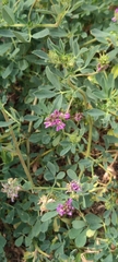 Dalea lanata