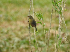 Saltator coerulescens