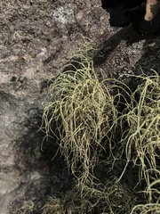 Usnea subfloridana
