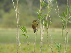 Saltator coerulescens