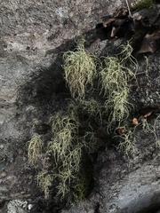 Usnea subfloridana